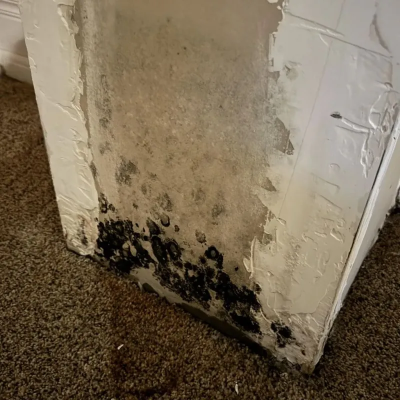Professional Mold Removal in Springfield, FL
